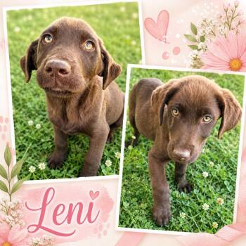 Labrador Retriever Dogs Available for Adoption in Broomfield, Colorado - Corrente / Leni | PetCurious