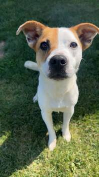 Rescue Terrier and Mixed Breed Dogs for Adoption in La Porte, Indiana - Benji | PetCurious