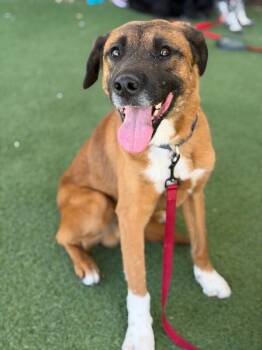 Tulius -  Mixed Breed Dog for Adoption in Fruit Heights, Utah - Tulius | PetCurious