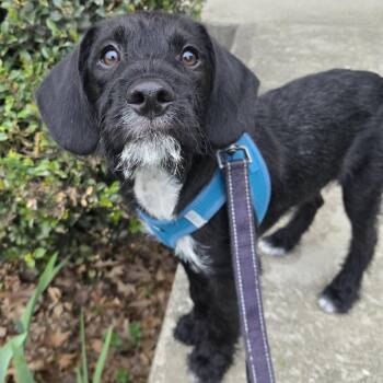 Beagle and Terrier Dogs Available for Adoption in Richmond, Kentucky - Marvin | PetCurious