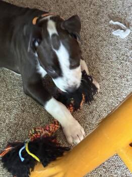 Bandit -  Boxer and Labrador Retriever Dog for Adoption in Plymouth, Michigan - Bandit | PetCurious