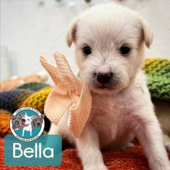 Golden Retriever and Labradoodle Dogs Available for Adoption in Friendswood, Texas - Bella Trix Starlight | PetCurious