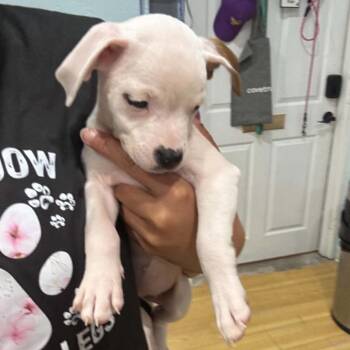 Kimmy Gibler -  Chihuahua and Mixed Breed Dog for Adoption in Pinellas Park, Florida - Kimmy Gibler | PetCurious