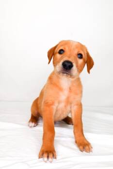 Labrador Retriever Dogs Available for Adoption in Bixby, Oklahoma - Saxon | PetCurious
