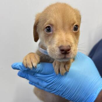 Pointer and Cattle Dog Dogs Available for Adoption in Hattiesburg, Mississippi - Ryder | PetCurious