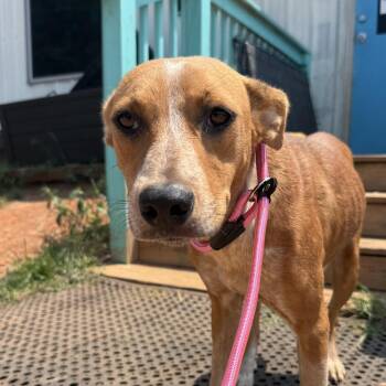 Edie -  Cattle Dog Dog for Adoption in Columbia, South Carolina - Edie | PetCurious