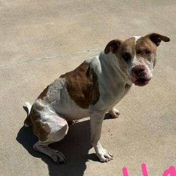 American Bulldog and Mixed Breed Dogs Available for Adoption in Spring Hill, Kansas - Esmeralda | PetCurious