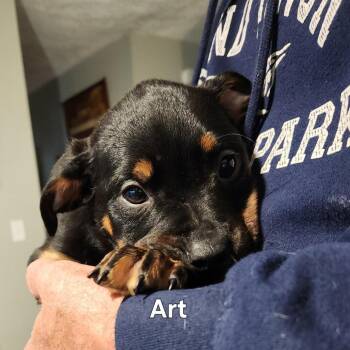 Shepherd and Mixed Breed Dogs Available for Adoption in Normal, Illinois - Art | PetCurious