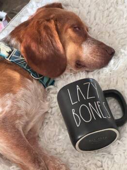 Beagle and Mixed Breed Dogs Available for Adoption - 2606b Roman - Adoption Ambassador | PetCurious