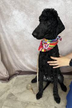 Dolly Parton -  Standard Poodle Dog for Adoption in Valrico, Florida - Dolly Parton | PetCurious