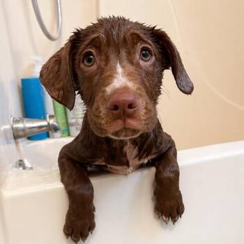 Labrador Retriever and Pit Bull Terrier Dogs Available for Adoption in Carmel Hamlet, New York - BJ | PetCurious