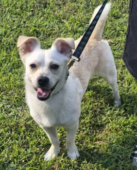 Pen 217c Macho -  Chihuahua Dog for Adoption in Lawrenceville, Georgia - Pen 217c Macho | PetCurious