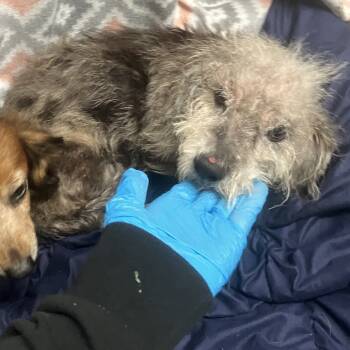 Rescue Terrier Dogs for Adoption - Lucy | PetCurious