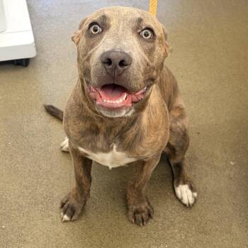 Max -  Pit Bull Terrier Dog for Adoption in Harrisonburg, Virginia - Max | PetCurious