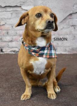 Simon -  Beagle and Dachshund Dog for Adoption in Gilbert, Arizona - Simon | PetCurious