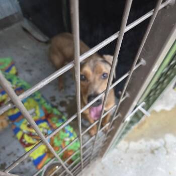Bo -  Mixed Breed Dog for Adoption in Carlin, Nevada - Bo | PetCurious