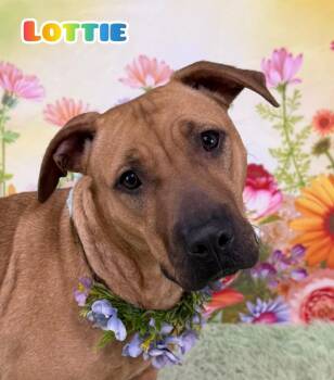 Mixed Breed Dogs Available for Adoption in Flint, Michigan - Lottie | PetCurious