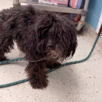 Bentley -  Shih Tzu Dog for Adoption in Indianapolis, Indiana - Bentley | PetCurious