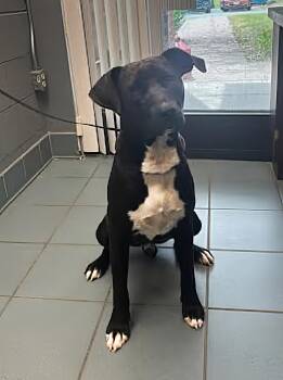 Rescue Mixed Breed Dogs for Adoption in Nashville, Tennessee - Simon | PetCurious