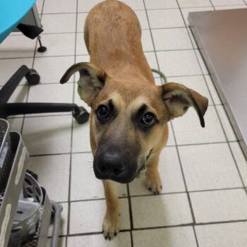 G-Dragon -  Mixed Breed Dog for Adoption in Charleston, West Virginia - G-Dragon | PetCurious