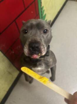 Pit Bull Terrier Dogs Available for Adoption in Indianapolis, Indiana - JAGEN | PetCurious