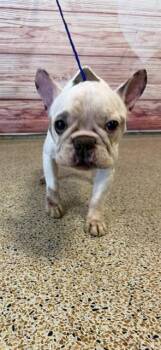 French Bulldog Dogs Available for Adoption - CASPER | PetCurious