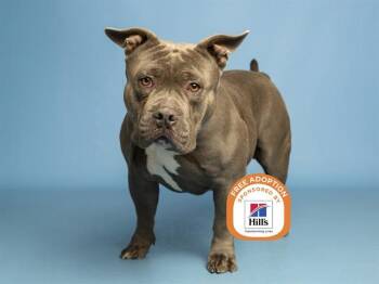 American Staffordshire Terrier and Mixed Breed Dogs Available for Adoption - SQUISH | PetCurious