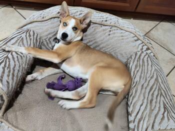 Rescue Husky Dogs for Adoption in Aurora, Illinois - Lindsey | PetCurious