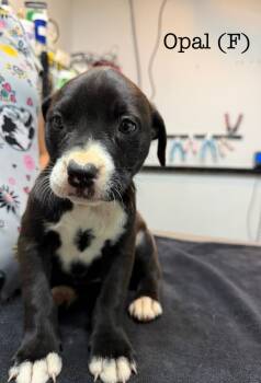 Rescue Pit Bull Terrier Dogs for Adoption in Los Angeles, California - Opal | PetCurious