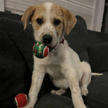 Rescue Cattle Dog and Mixed Breed Dogs for Adoption in Nowata, Oklahoma - Stella | PetCurious