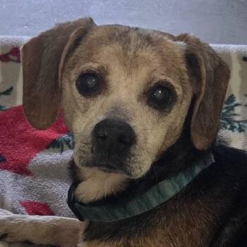 Barnaby -  Beagle Dog for Adoption in Olean, New York - Barnaby | PetCurious