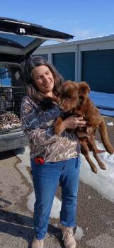 Australian Shepherd and Border Collie Dogs Available for Adoption - Ace McGee | PetCurious