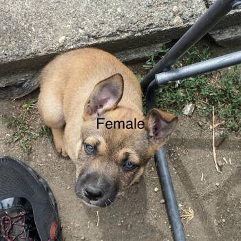 Pterodactyl -  Cattle Dog and Mixed Breed Dog for Adoption in Tacoma, Washington - Pterodactyl | PetCurious