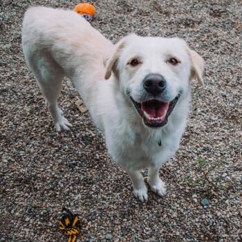 Frost -  Mixed Breed Dog for Adoption in West Olive, Michigan - Frost | PetCurious