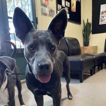 Glenda -  Pit Bull Terrier and Mixed Breed Dog for Adoption in Pasadena, California - Glenda | PetCurious