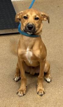 Emu -  Mixed Breed Dog for Adoption in Chamblee, Georgia - Emu | PetCurious