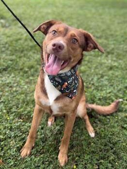 Ellie -  Australian Shepherd and Shepherd Dog for Adoption in Upper Sandusky, Ohio - Ellie | PetCurious