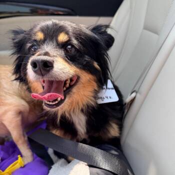 Sugar -  Papillon and Chihuahua Dog for Adoption - Sugar | PetCurious