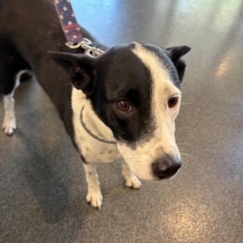 Pinky -  Mixed Breed Dog for Adoption in Allentown, Pennsylvania - Pinky | PetCurious
