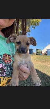 Minnie -  Chihuahua Dog for Adoption in Plano, Texas - Minnie | PetCurious