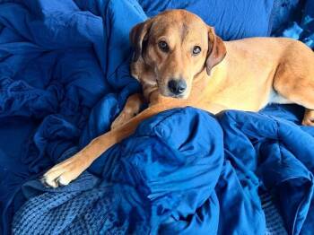 Beagle and Labrador Retriever Dogs Available for Adoption - Kiki - Fostered In SE NE | PetCurious