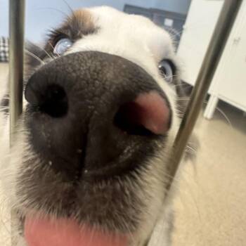 Ziggy -  Mixed Breed and Australian Shepherd Dog for Adoption in Murray, Utah - Ziggy | PetCurious