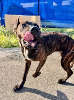 Rescue Pit Bull Terrier and Mixed Breed Dogs for Adoption in New Orleans, Louisiana - Quinn | PetCurious