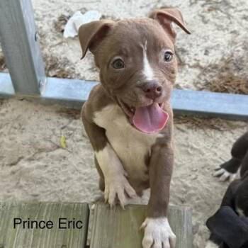 Terrier Dogs Available for Adoption - Prince Eric | PetCurious