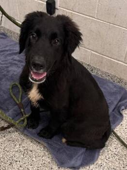 Ron -  Labrador Retriever and Mixed Breed Dog for Adoption in Kansas City, Missouri - Ron | PetCurious