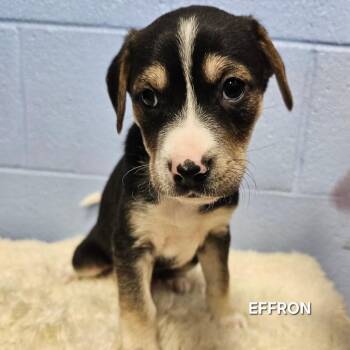 Rat Terrier and Beagle Dogs Available for Adoption - Effron | PetCurious