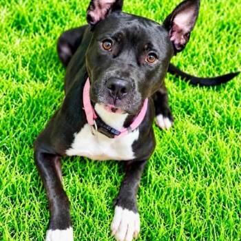 Oreo -  Terrier Dog for Adoption in Battle Creek, Michigan - Oreo | PetCurious