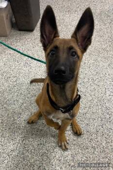 Reggie located in MI -  Belgian Shepherd Malinois Dog for Adoption in Imlay City, Michigan - Reggie Located In MI | PetCurious