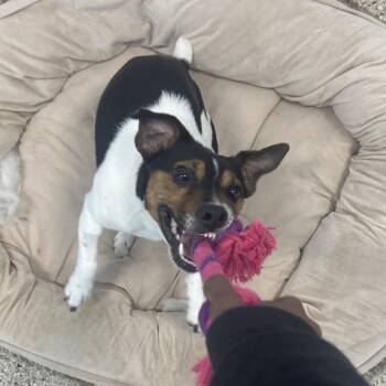 Milo -  Toy Fox Terrier and Jack Russell Terrier Dog for Adoption in Middletown, New York - Milo | PetCurious