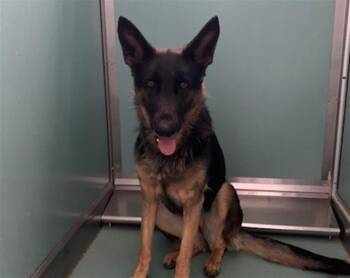 Rescue German Shepherd Dog Dogs for Adoption in San Marcos, California - URGENT! SAVE ME PLEASE! Adria - ID#A545461 | PetCurious
